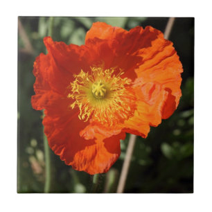 Welsh Poppy (Oranje) Tegeltje