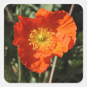 Welsh Poppy (Oranje) Vierkante Sticker