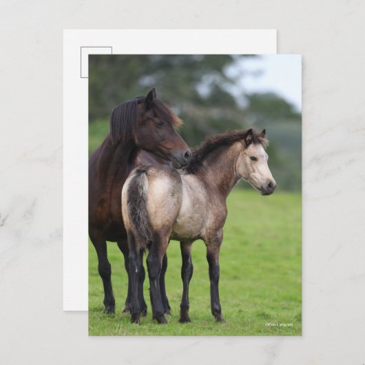 Welsh Section D Mare and Foal Standing Briefkaart (Voorkant / Achterkant)