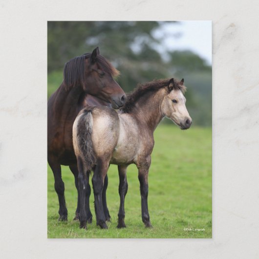 Welsh Section D Mare and Foal Standing Briefkaart (Voorkant)