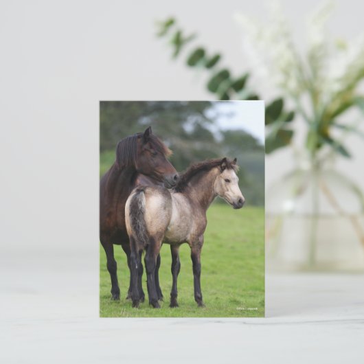 Welsh Section D Mare and Foal Standing Briefkaart (Staand voorkant)