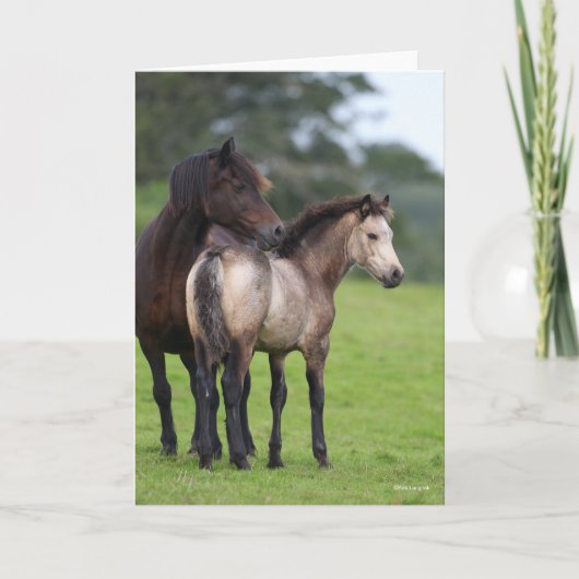 Welsh Section D Mare and Foal Standing Kaart (Voorkant)