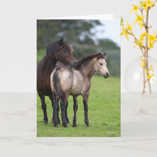 Welsh Section D Mare and Foal Standing Kaart (Gele Bloem)