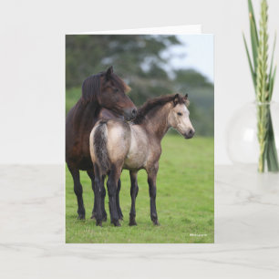 Welsh Section D Mare and Foal Standing Kaart