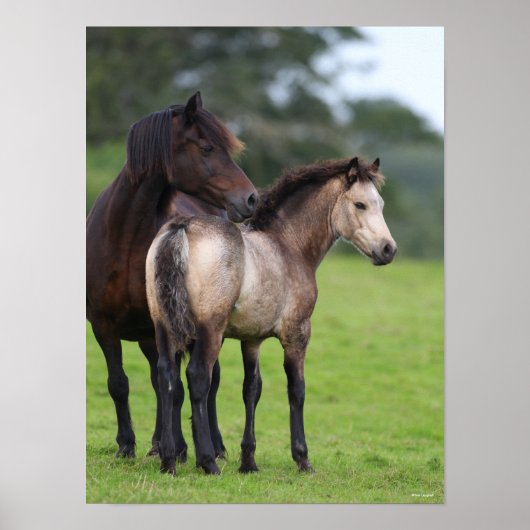 Welsh Section D Mare and Foal Standing Poster (Voorkant)