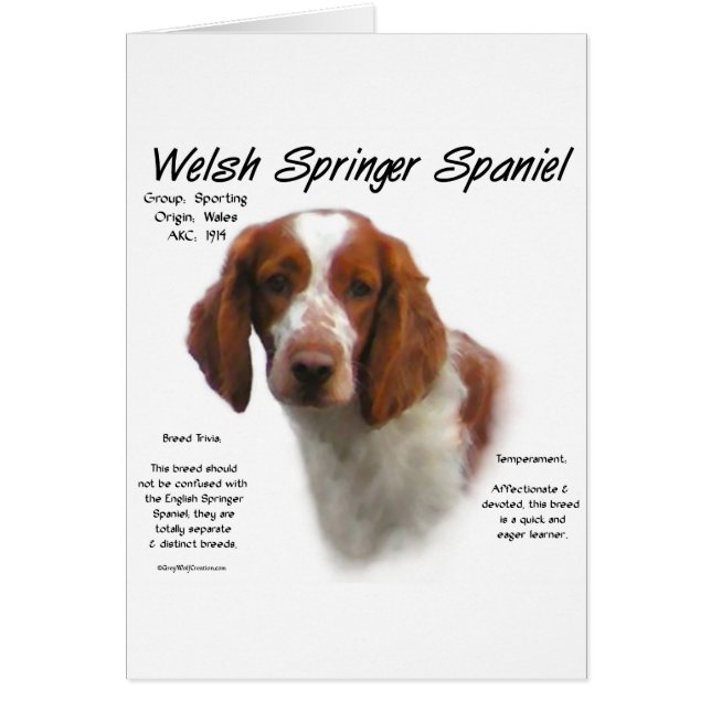 Welsh Springer espagnol histoire design (Devant)