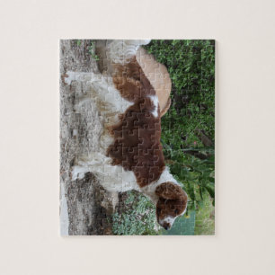 Welsh_Springer_Spaniel_full.png Legpuzzel