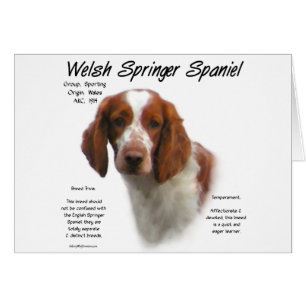 Welsh Springer Spaniel Geschiedenis Ontwerp