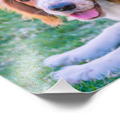 Welsh Springer Spaniel | Impression photo (Coin)