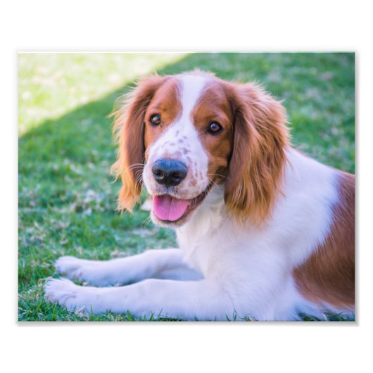 Welsh Springer Spaniel | Impression photo (Devant)