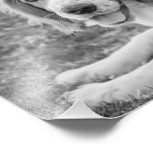 Welsh Springer Spaniel - zwart-wit | Foto Afdruk (Hoek)