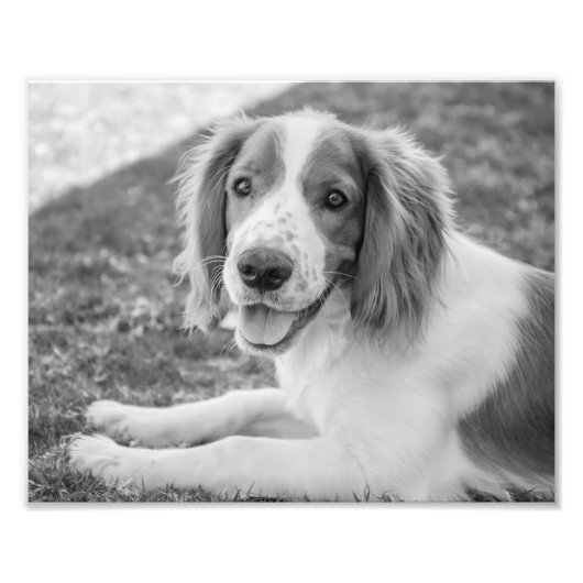 Welsh Springer Spaniel - zwart-wit | Foto Afdruk (Voorkant)