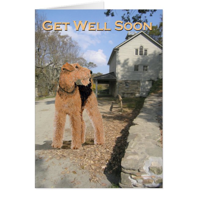 Welsh Terrier dans la cour de l'écurie (Devant)