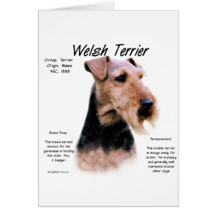 Welsh Terrier Geschiedenis; Over Welsh Terriers