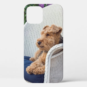 Welsh Terrier in Wicker-stoel iPhone 12 Hoesje