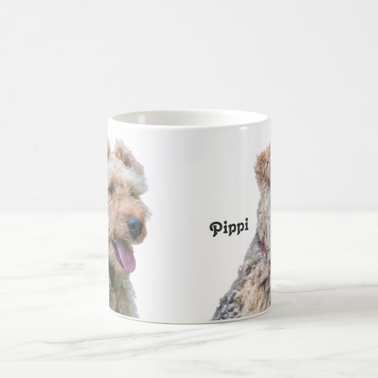 Welsh Terrier Mok (Center)