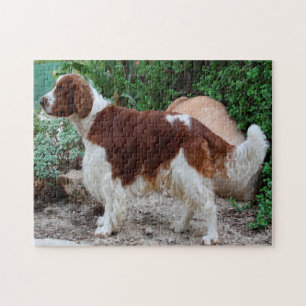 Welshe Springer Spaniel hond Jigsawpuzzels. Legpuzzel
