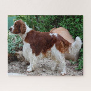 Welshe Springer Spaniel hond Jigsawpuzzels. Legpuzzel