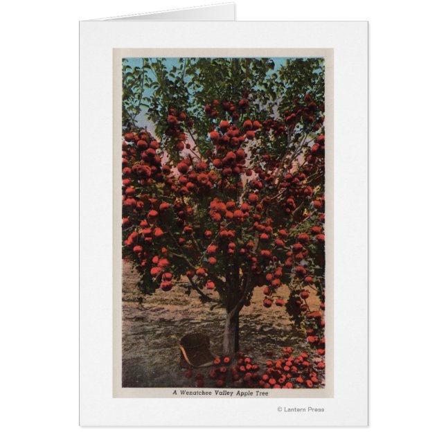 Wenatchee, WAA Wenatchee Valley Apple Tree (Devant)