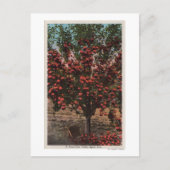 Wenatchee, WAA Wenatchee Valley Apple Tree Briefkaart (Voorkant)