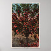 Wenatchee, WAA Wenatchee Valley Apple Tree Poster (Voorkant)