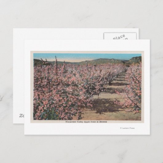 Wenatchee, WAView of Apple Trees in Blossom Briefkaart (Voorkant / Achterkant)