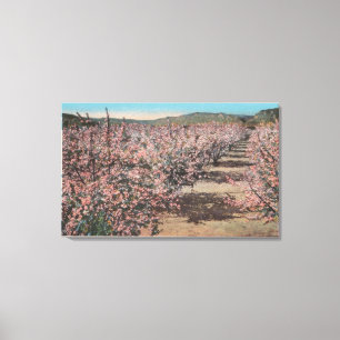 Wenatchee, WAView of Apple Trees in Blossom Canvas Afdruk