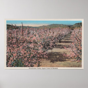 Wenatchee, WAView of Apple Trees in Blossom Poster