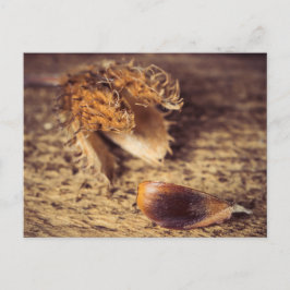 Wenn ein Samen zum Baum wird ... Briefkaart