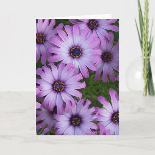 Wenskaart Aster Flowers Kaart