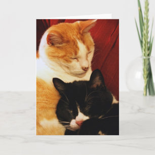 Wenskaart: De zoete Katten van de Droom Kaart
