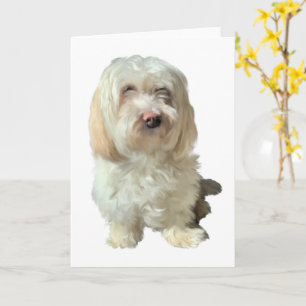 Wenskaart Havanese Dog Kaart