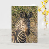 Wenskaart - Het gezicht van een Zebra Kaart (Gele Bloem)