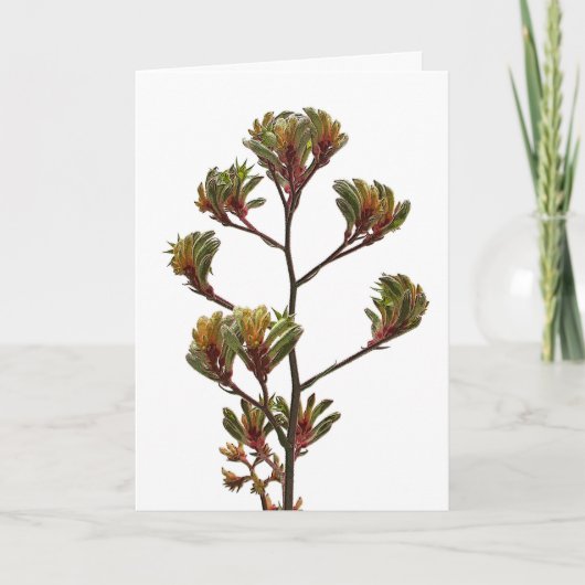 Wenskaart - Kangaroo Paw Kaart (Voorkant)