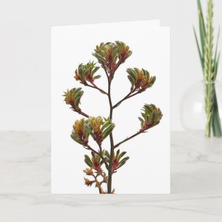 Wenskaart - Kangaroo Paw Kaart
