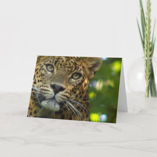 Wenskaart leopard kaart (Voorkant)