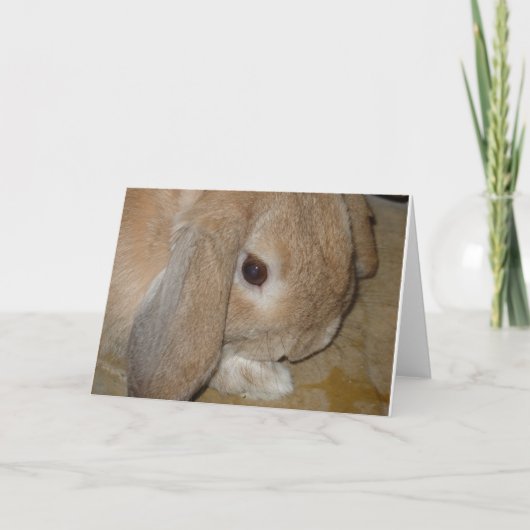 Wenskaart - Lop Eared Dwarf Rabbit Kaart (Voorkant)