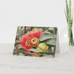 WENSKAART - Native Australian Eucalyptus Kaart