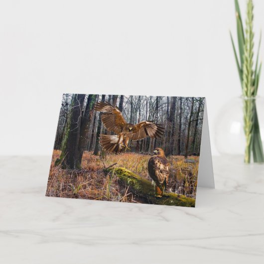 Wenskaart "Red-Tailed Hawks" Kaart (Voorkant)