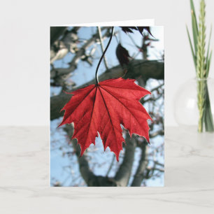 Wenskaart van aple Leaf Kaart