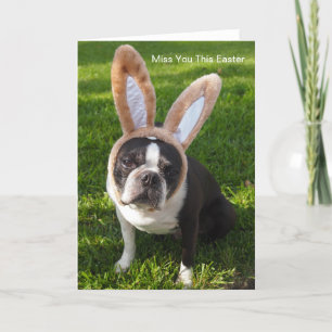Wenskaart van Boston Terrier Bunny Feestdagen Kaart