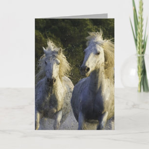 Wenskaart van Camargue Kaart