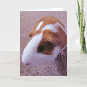 Wenskaart van cavia's kaart