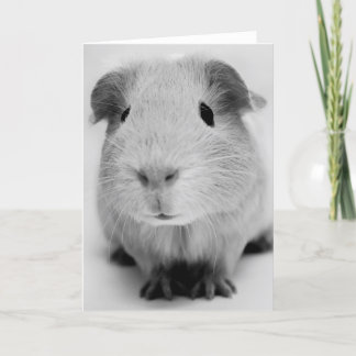 Wenskaart van cavia's kaart