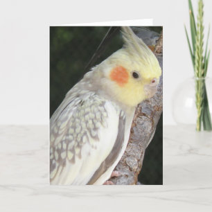 Wenskaart van de grijze papegaai kaart