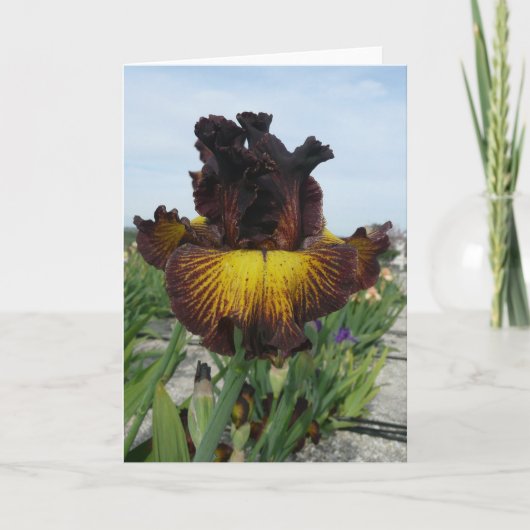 WENSKAART VAN DE IRIS VAN DE "TOSCAANSE ZOMER" HET KAART (Voorkant)