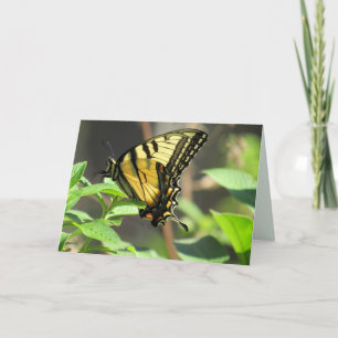 Wenskaart van de swallowtail Butterfly Kaart