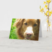 Wenskaart van Duck Toller Kaart (Gele Bloem)