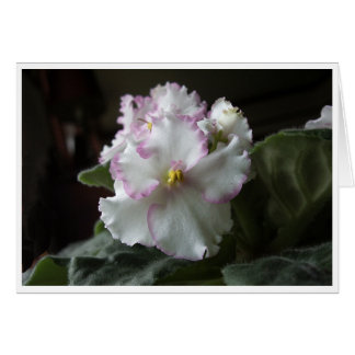 Wenskaart van het Afrikaanse Violet All-Occasion