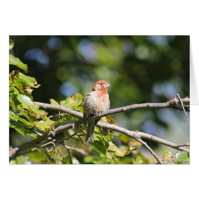 Wenskaart van House Finch (Voorkant Horizontaal)